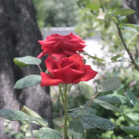 By The Sea Cavtat, Dubrovnik - 8826 *