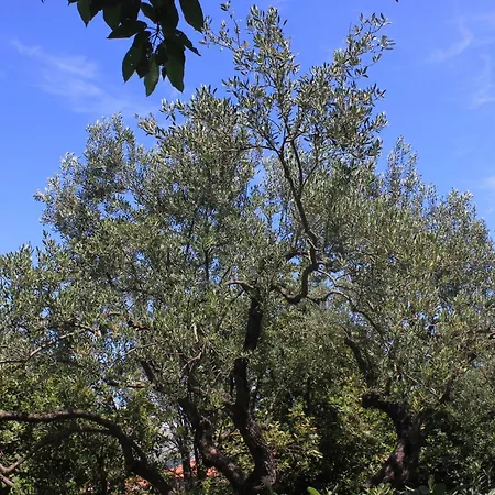 By The Sea Cavtat, Dubrovnik - 8826 Apartamento Cavtat