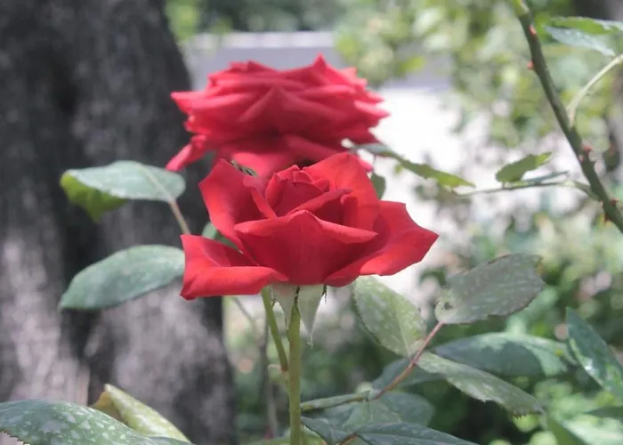 By The Sea Cavtat, Dubrovnik - 8826 *