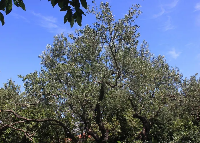 By The Sea Cavtat, Dubrovnik - 8826 Apartament Cavtat